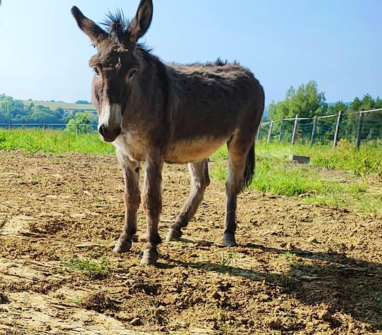 Gite Chez Line & Mon Bournonville Kültér fotó